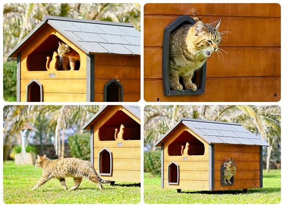 Mandu Ahşap Teraslı Dublex Kedi Evi-Mnd163