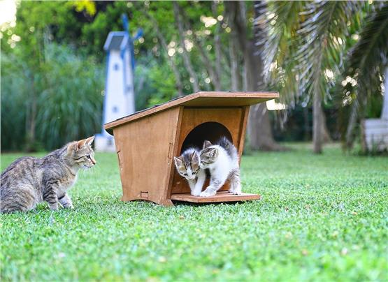 Mandu Ahşap Mini Kedi Evi (Yeni Doğan Evi)-Mnd215