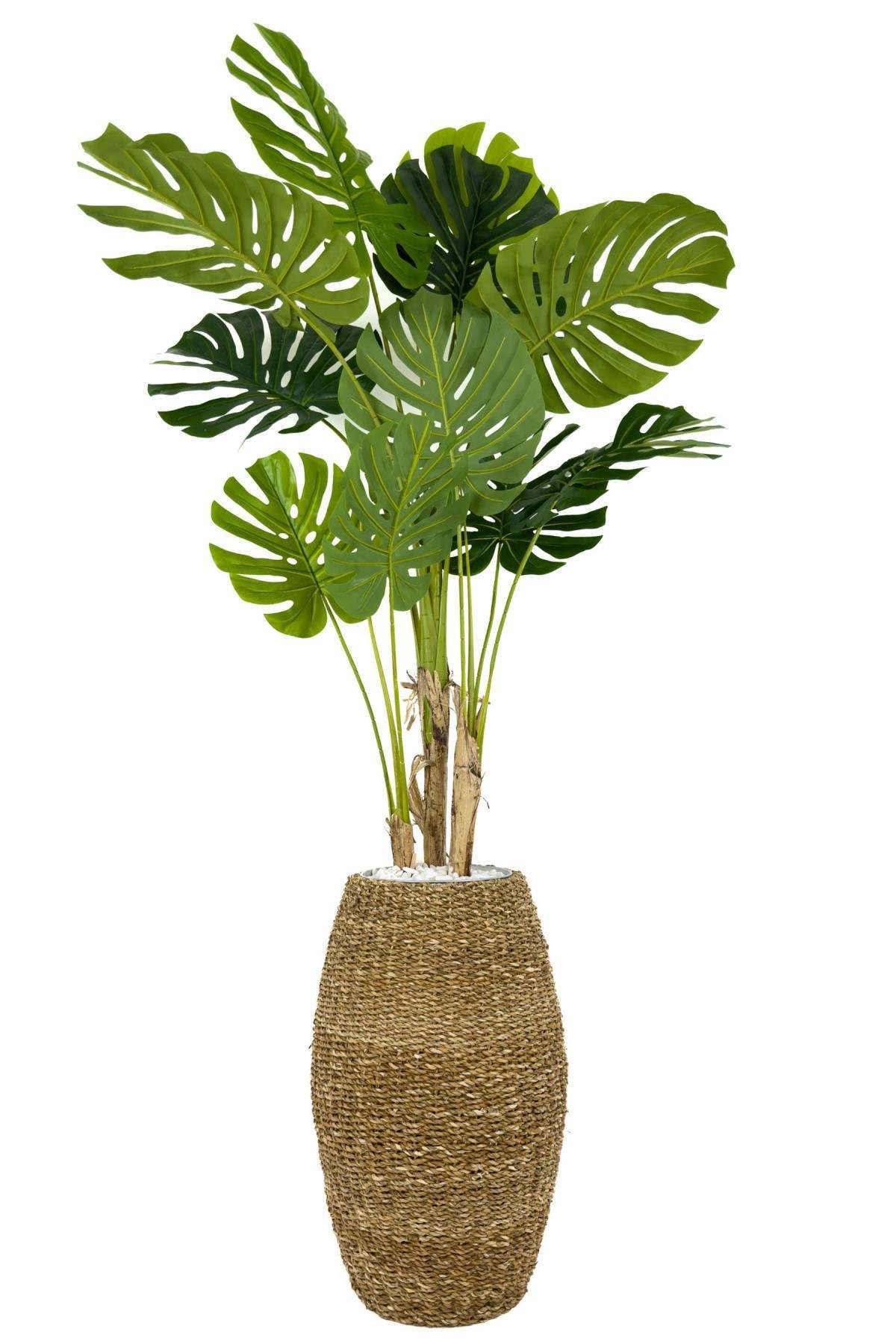 Luxury Monstera Ağacı 180cm Hasır saksıda bohem5