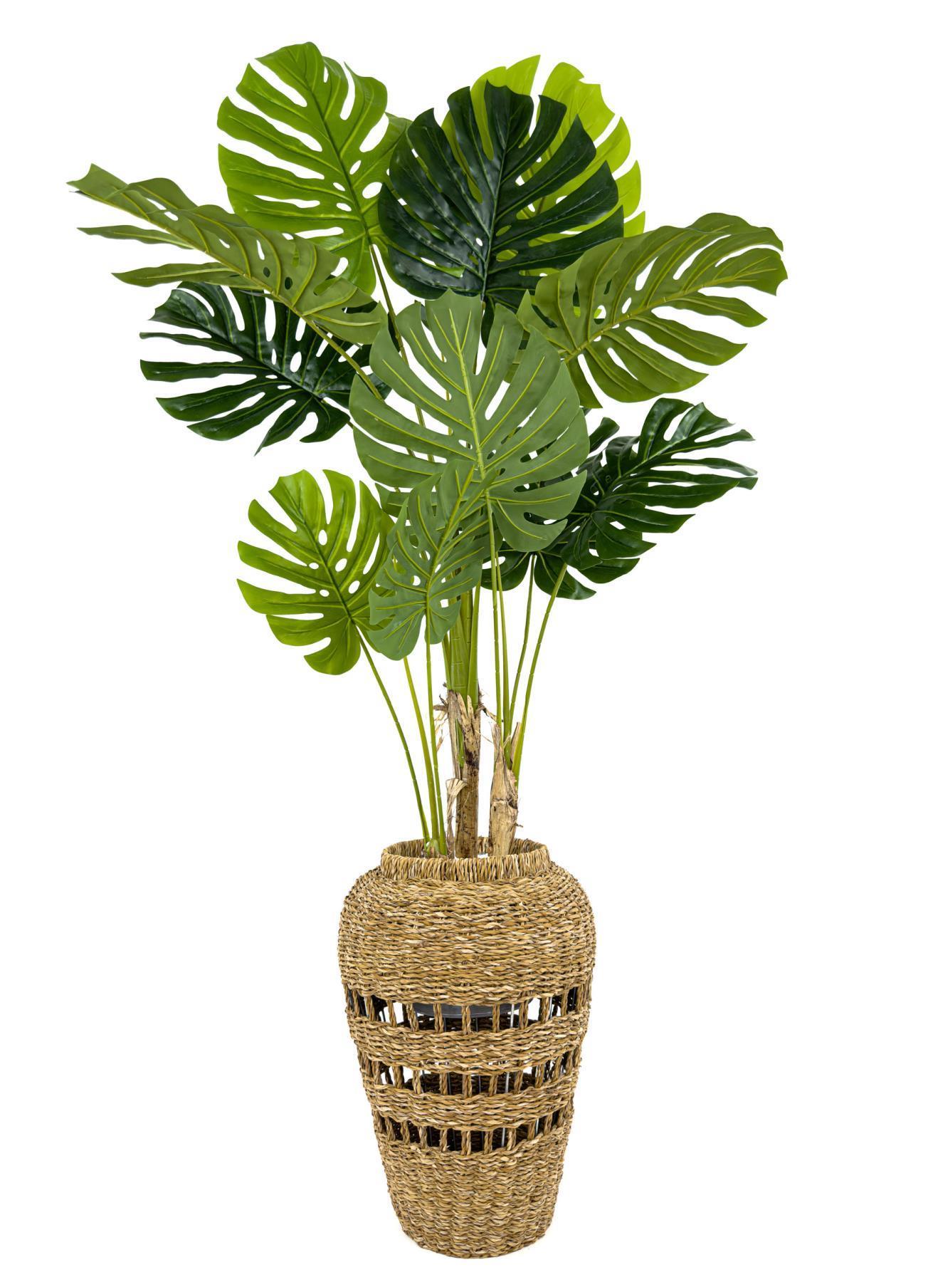 Luxury Monstera Bitkisi 180cm Hasır saksıda bohem3