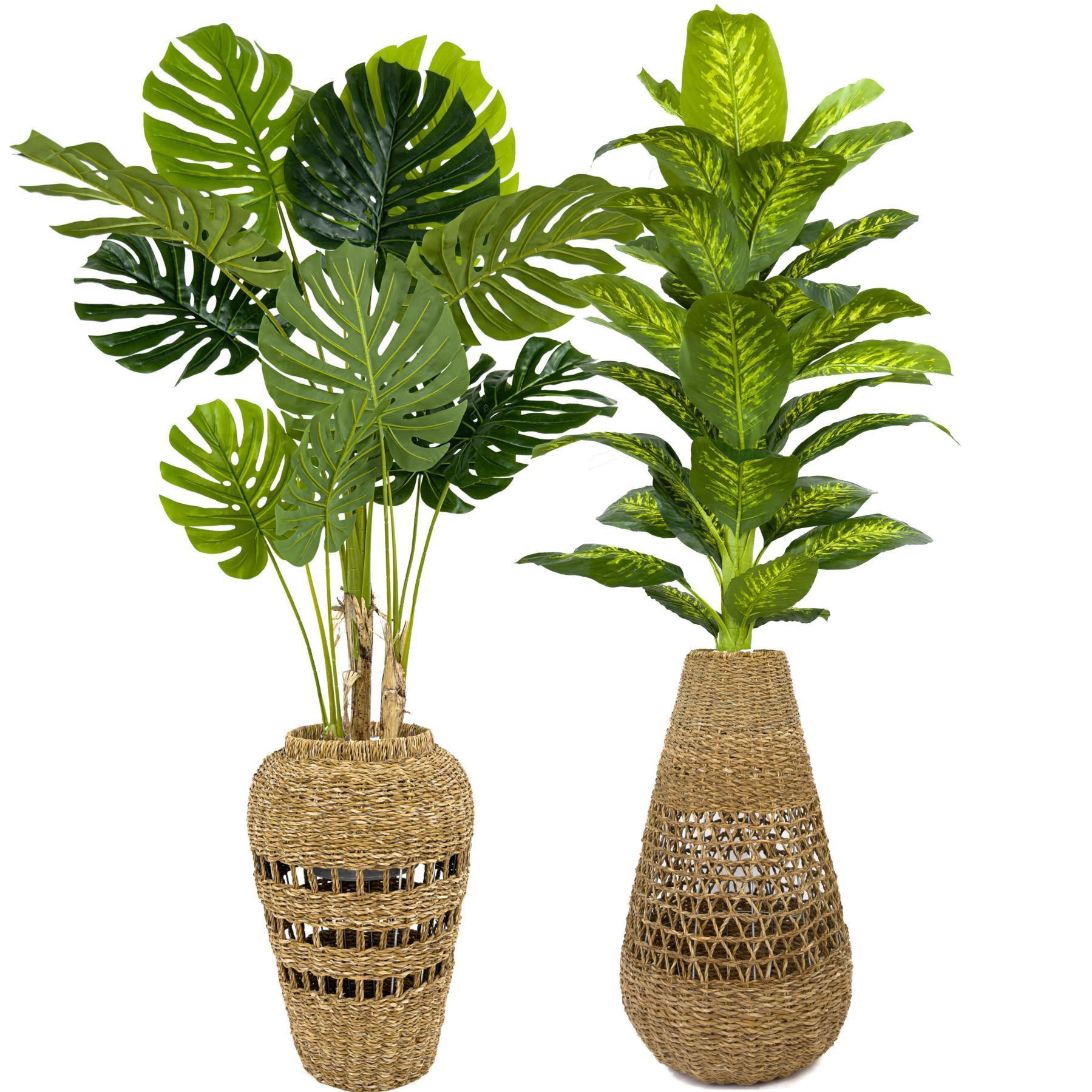 Luxury Monstera ve Difenbahya Ağacı Hasır saksıda