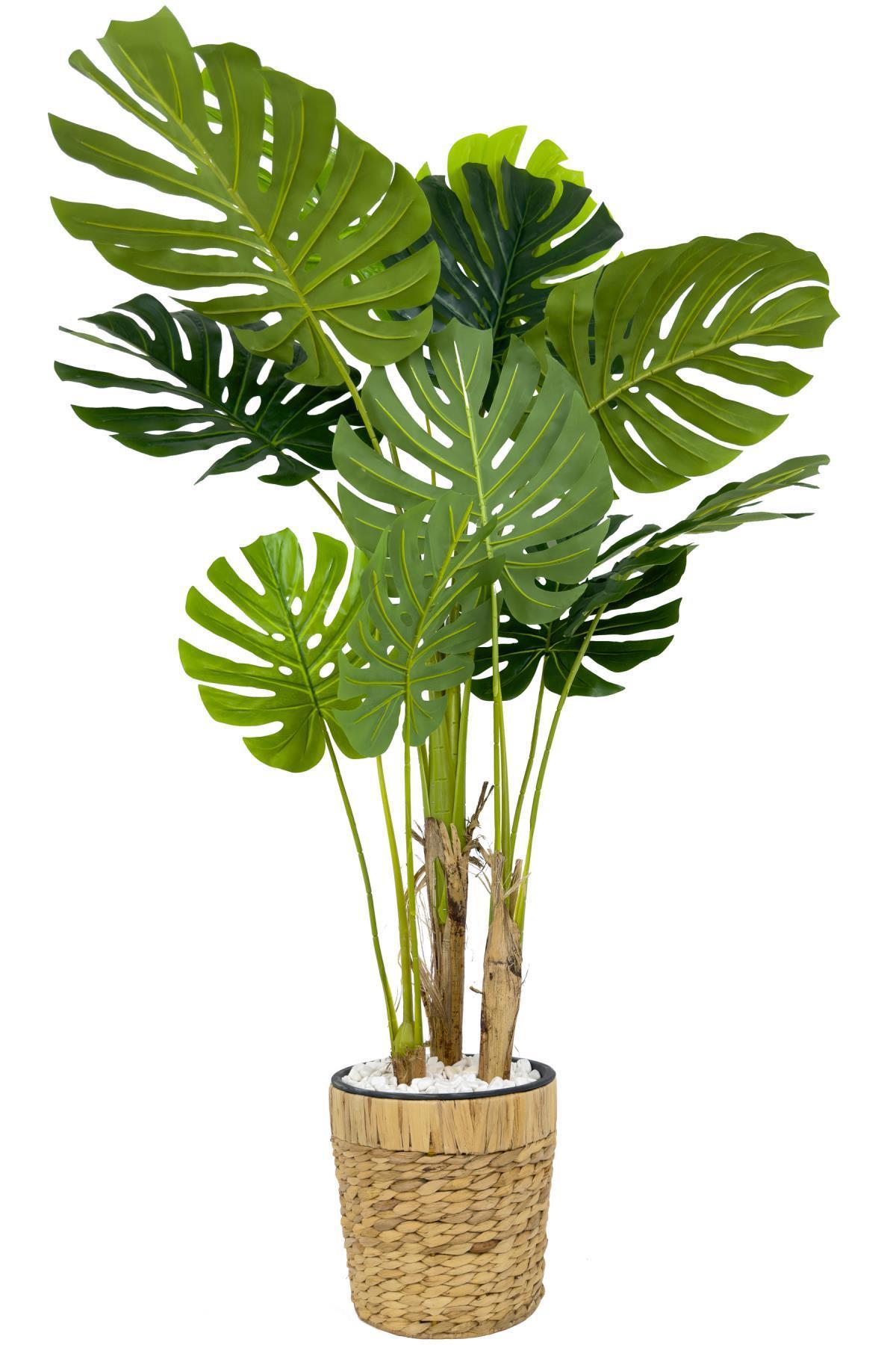 Monstera Ağacı 150cm fejka hasır saksıda