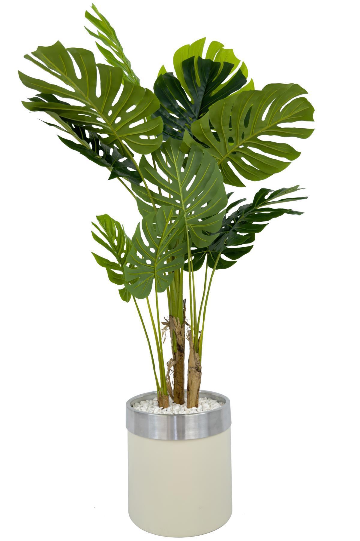 Monstera Ağacı 160cm krem gümüş metal saksıda
