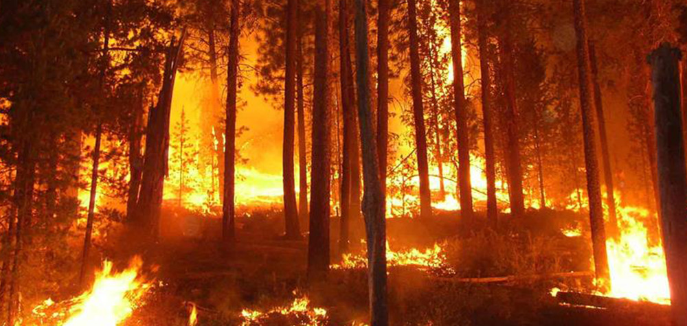 Orman Yangınları Ve Yok Olan Değerlerimiz
