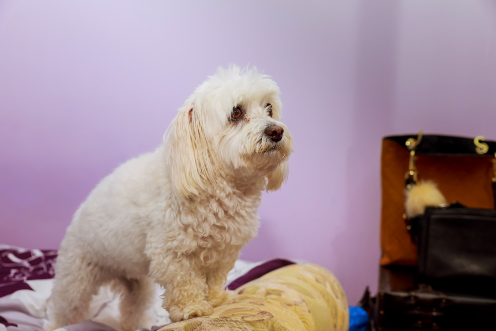 Beyaz Tüylü Köpekler İçin Beslenme Rehberi