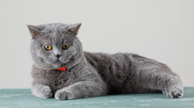 British Shorthair Kedisi: Özellikleri ve Bakımı