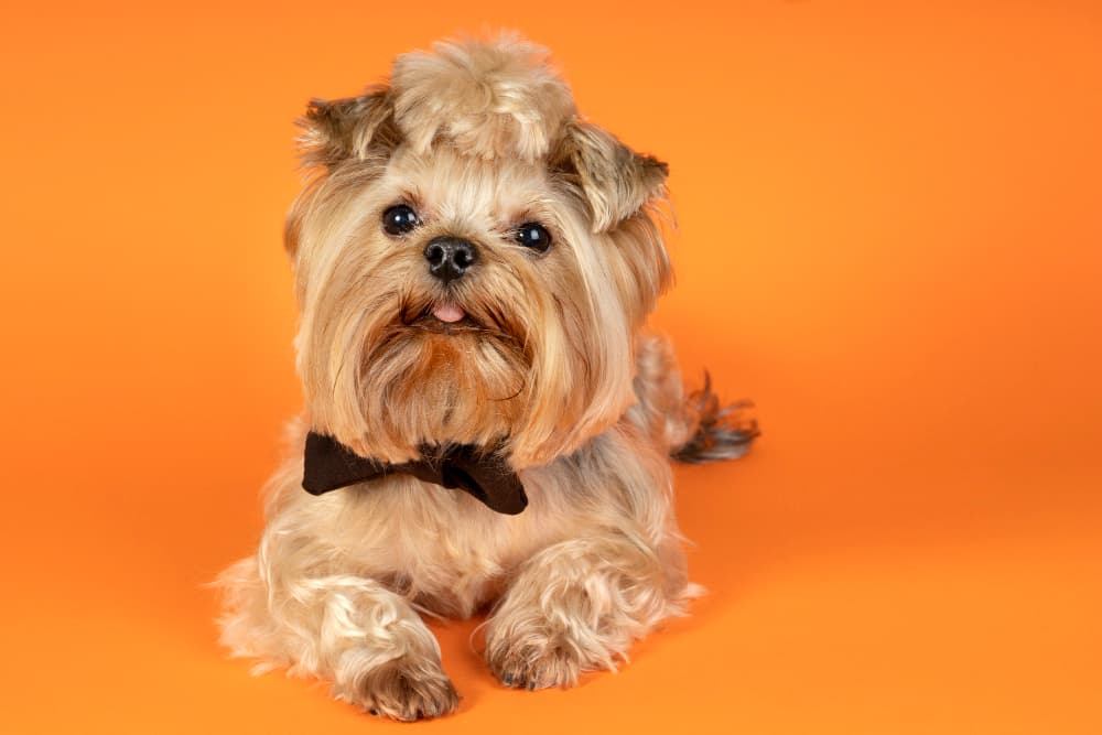 yorkshire-terrier-ozellikleri-bakimi-ve-beslenmesi