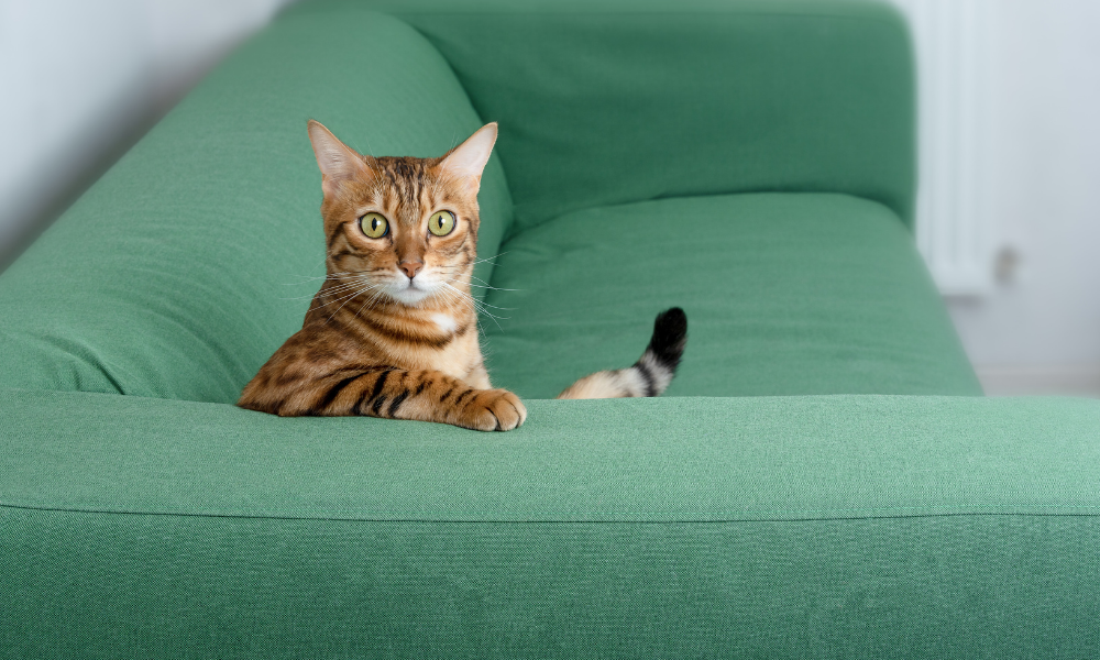 kedi tüyü neden koltuklara bu kadar yapışır