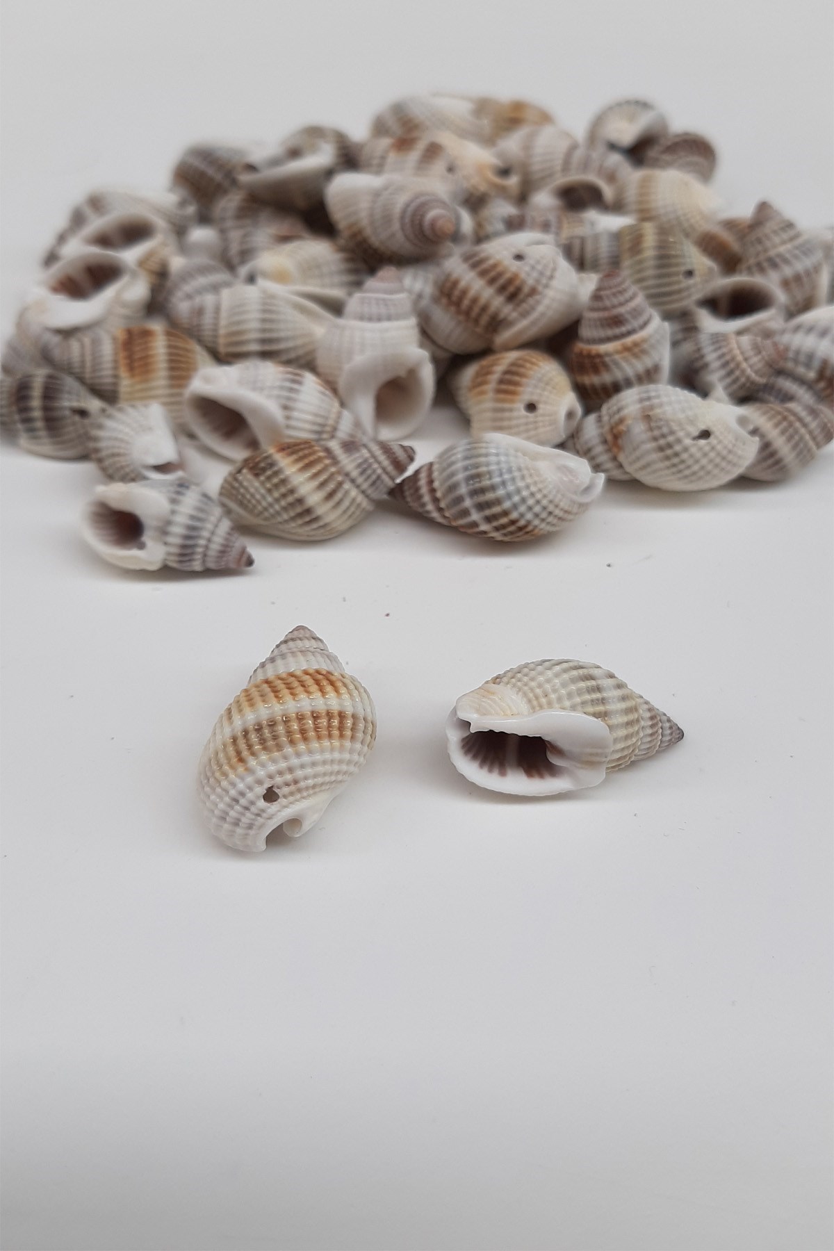 Kahve Renkli İstiridye Deniz Kabuğu