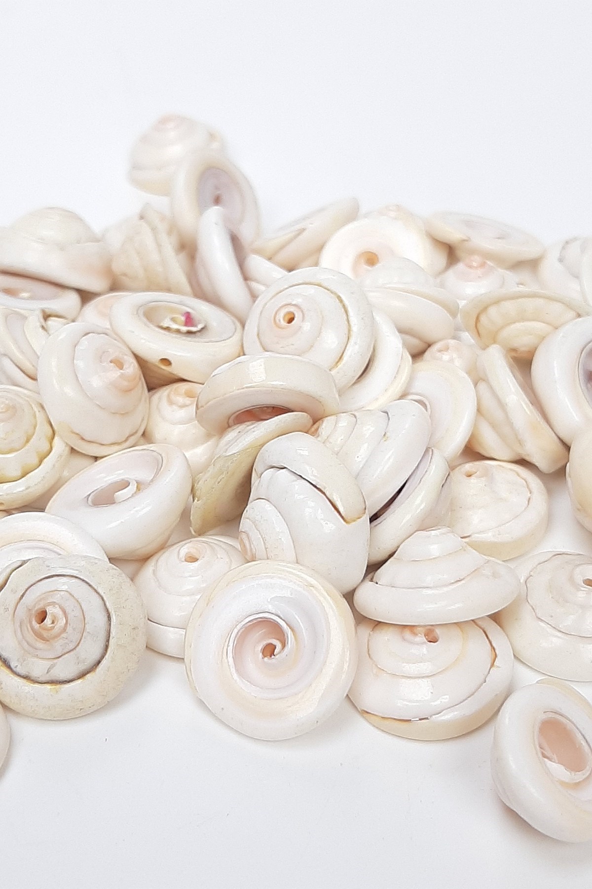 Krem Kıvrımlı Deniz Kabugu