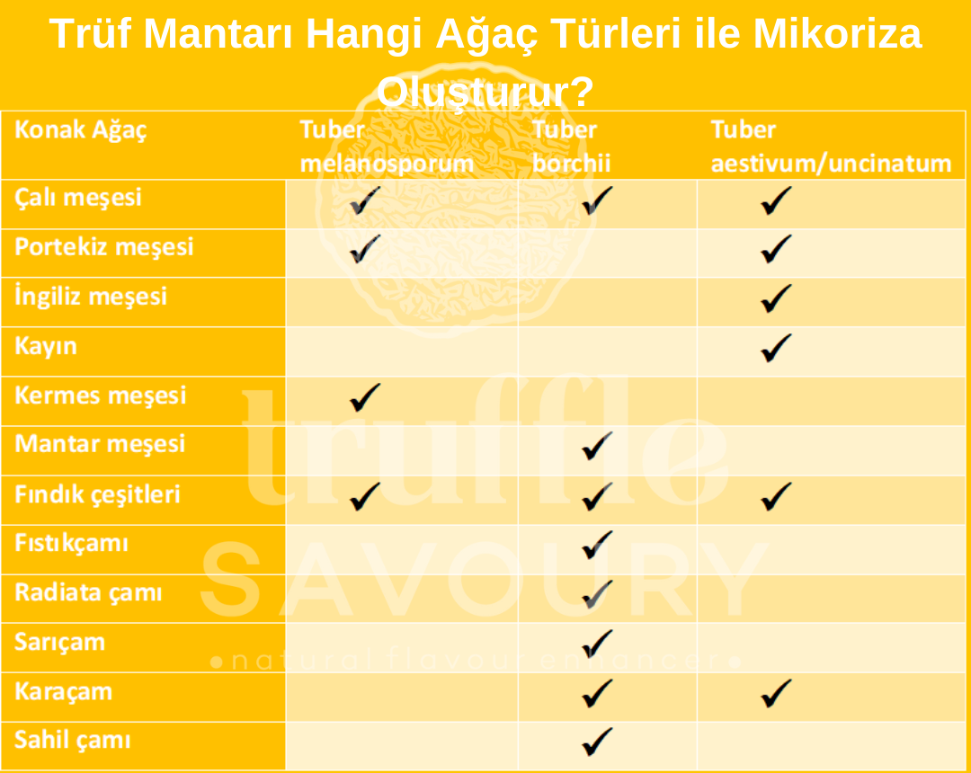 Trüf mantarı hangi ağaç türleri ile yetişir?