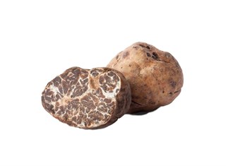 Tuber borchii (Bianchetto) / Beyaz Bahar Trüfü