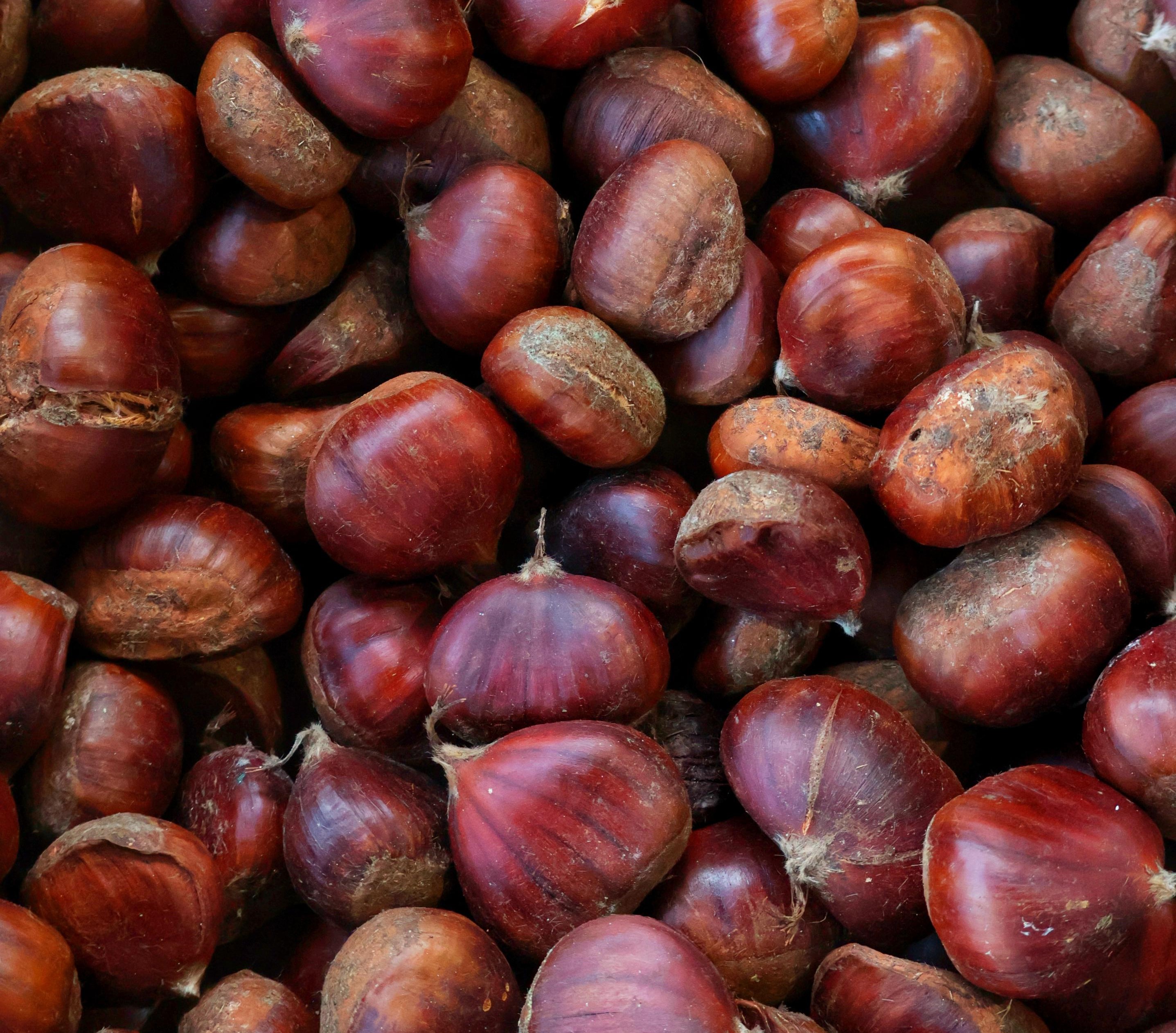 kestane