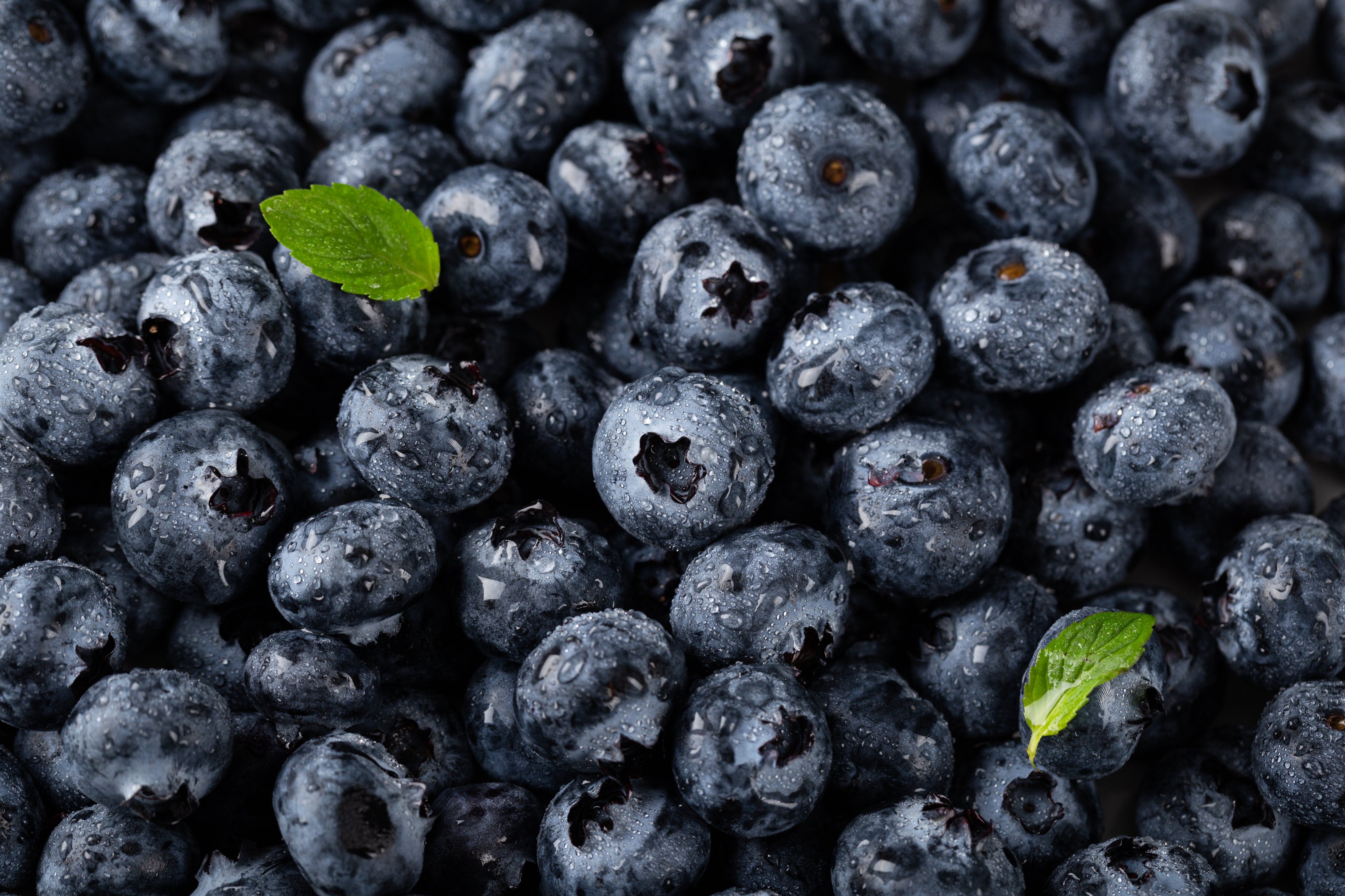 Taze yaban mersini ve blueberry meyveleri