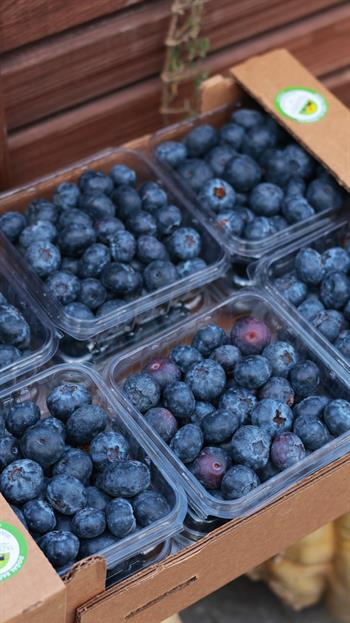 1.5 KG Jumbo Yaban Mersini (Yalnızca İstanbul Müşterileri için - Aynı Gün Teslimat)