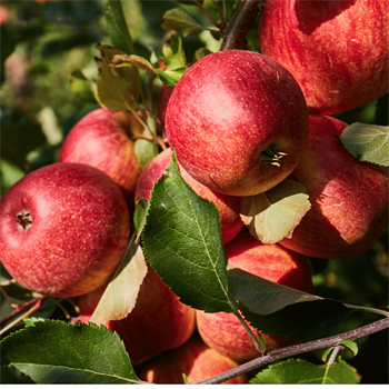 Kırmızı Elma Organik Sertifikalı 1 kgMevsim Meyveleri