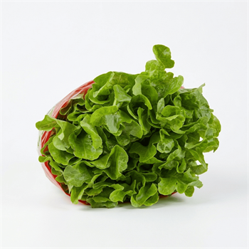 Kıvırcık MarulYeşillikler