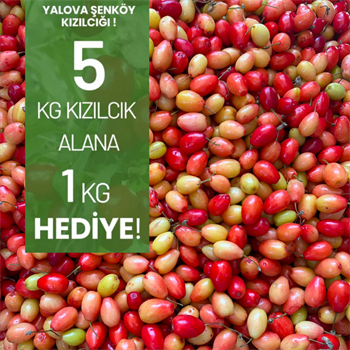 Kızılcık 5 KG Alana 1 KG HEDİYEMeyve Sebze