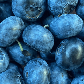 Premium Jumbo Crispy Yaban Mersini (Blueberry)Yaban Mersini ve Orman Meyveleri