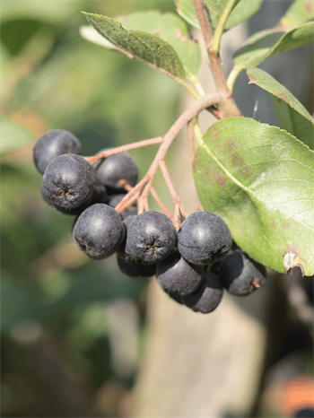 Taze Aronya (Coğrafi İşaretli)