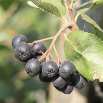 Taze Aronya (Coğrafi İşaretli)Aronya