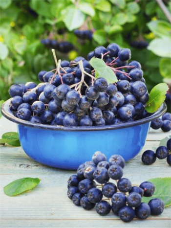 Taze Aronya (Organik Sertifikalı)