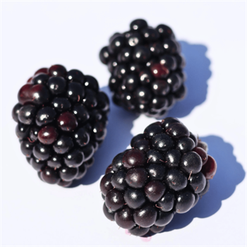 Taze BöğürtlenYaban Mersini ve Orman Meyveleri