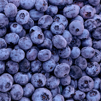 Taze Orta Boy Yaban Mersini (Blueberry)Yaban Mersini ve Orman Meyveleri