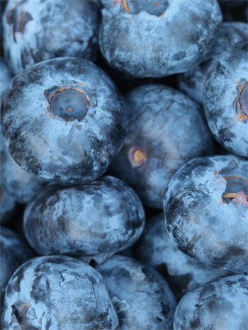 Taze Premium Yaban Mersini (Blueberry)
