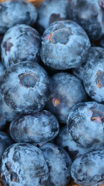 Taze Premium Yaban Mersini (Blueberry)