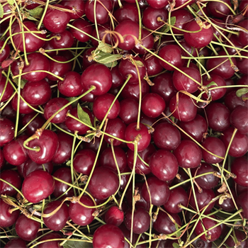 Vişne 1kg (Sadece İstanbul - Bursa ve Yalova Teslim)Meyve Sebze