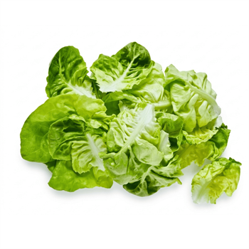 Yağlı Marul - Butterhead Lettuce - 100G PaketSebzeler ve Yeşillikler