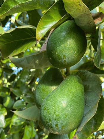 Yerli Finike Avokado (Fuerte)