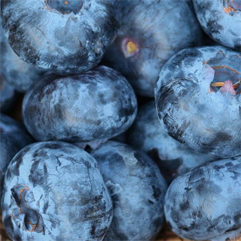 Yerli Jumbo Premium Yaban Mersini (Blueberry)Yaban Mersini ve Orman Meyveleri