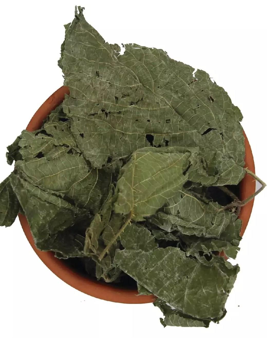 BÖĞÜRTLEN YAPRAĞI