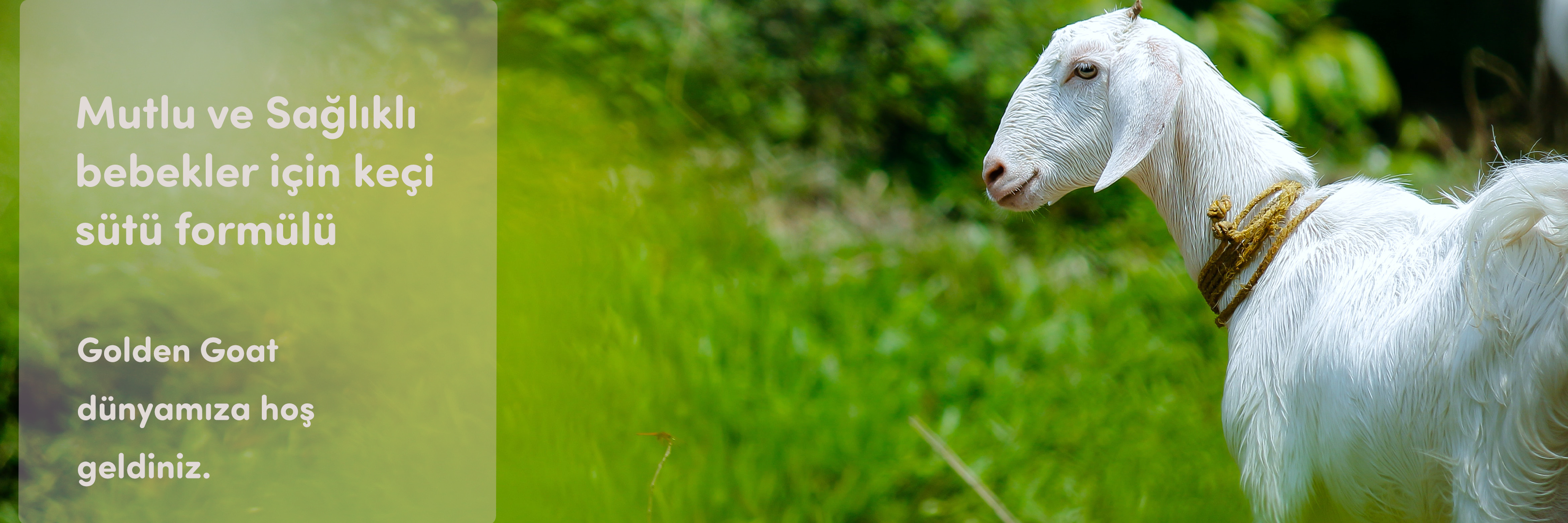 Golden Goat ® dünyamıza hoş geldiniz.