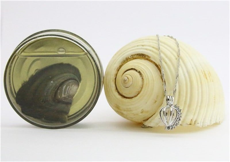 Zirkon Taşlı İstiridye İçinde Gerçek İnci Hologramlı