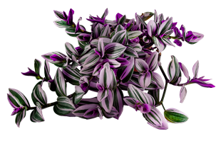 Anneler Günü Özel Hediye Telgraf Çiçeği (Nanouk Zebrina) 10'luk Saksıda