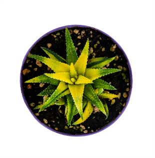Özel Ürün Haworthia Limifolia Variegata  Zanga Sukulent 8,5cm Saksıda (Tek Ürün)