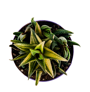 Özel Ürün Haworthia Limifolia Variegata Elegance Sukulent 8,5cm Saksıda (Tek Ürün)