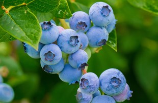 Yaban Mersini - BlueBerry (Bluecrop) Meyve Fidanı - 2 Yaş (Muz fidanı hediyeli)
