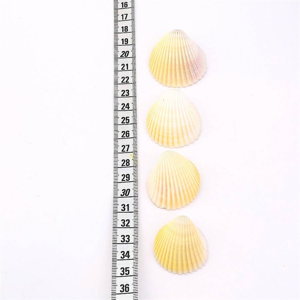 Deniz Kabuğu Midye Orta Boy