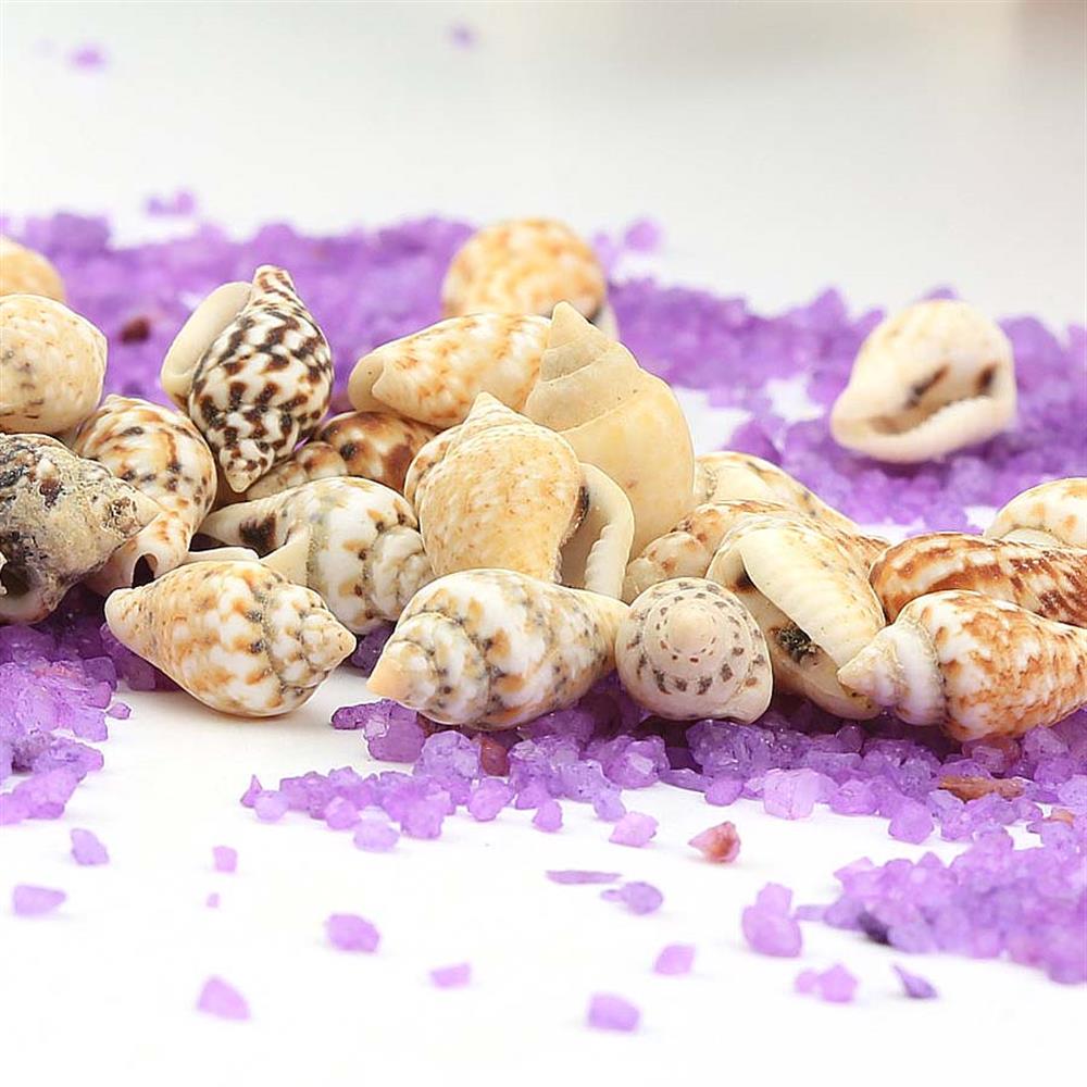 Mini Deniz Salyangozu Kabukları