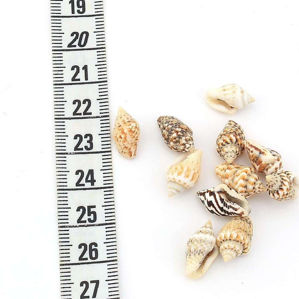 Mini Deniz Salyangozu Kabukları