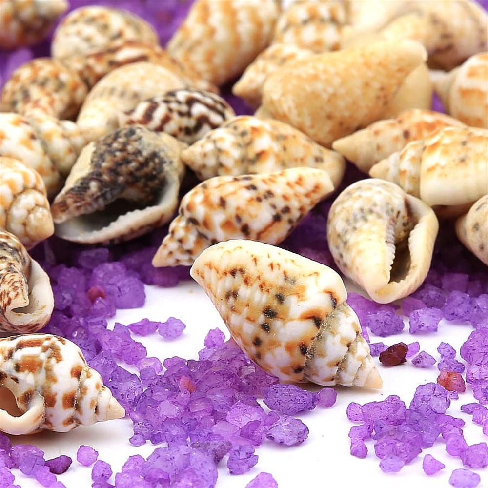 Mini Deniz Salyangozu Kabukları