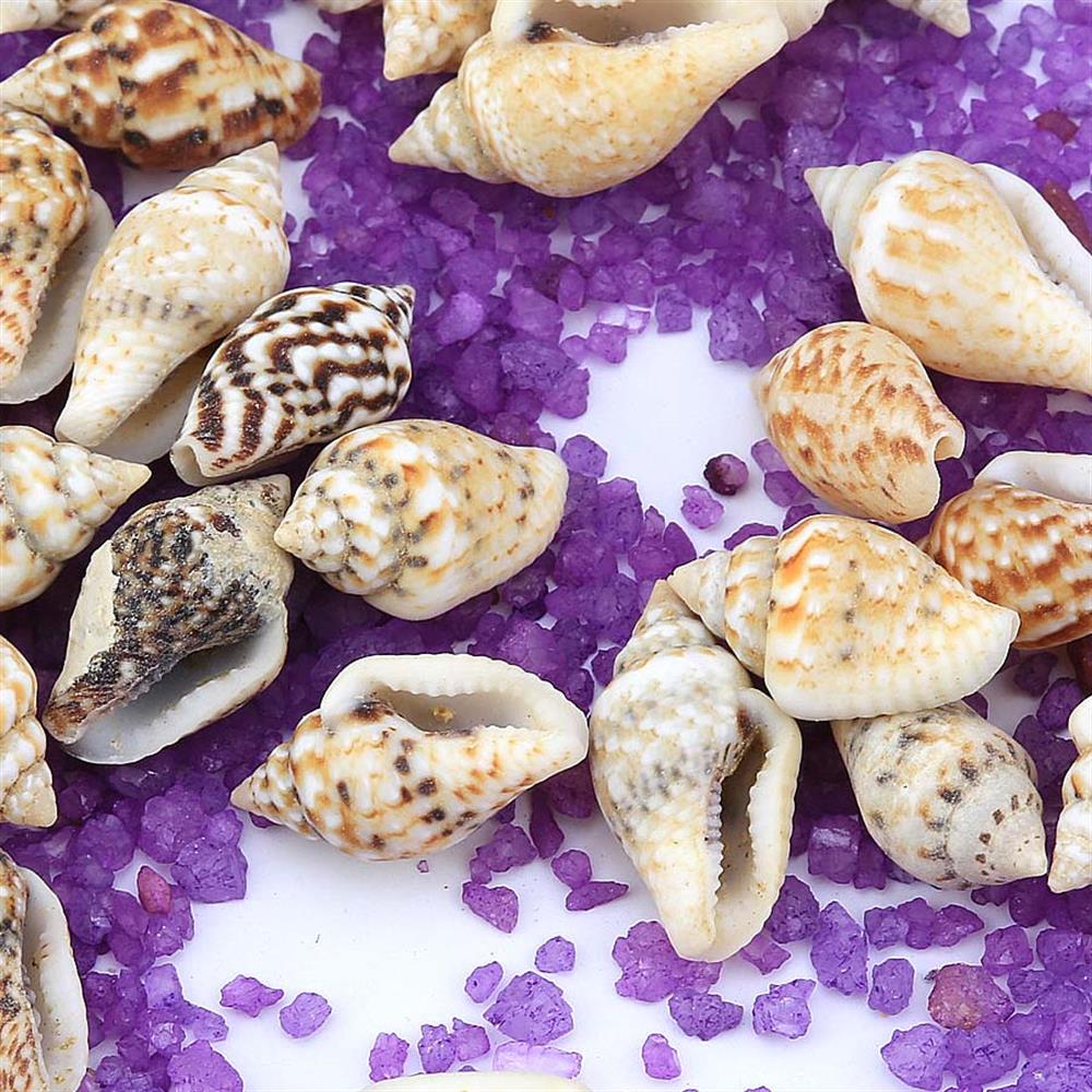 Mini Deniz Salyangozu Kabukları