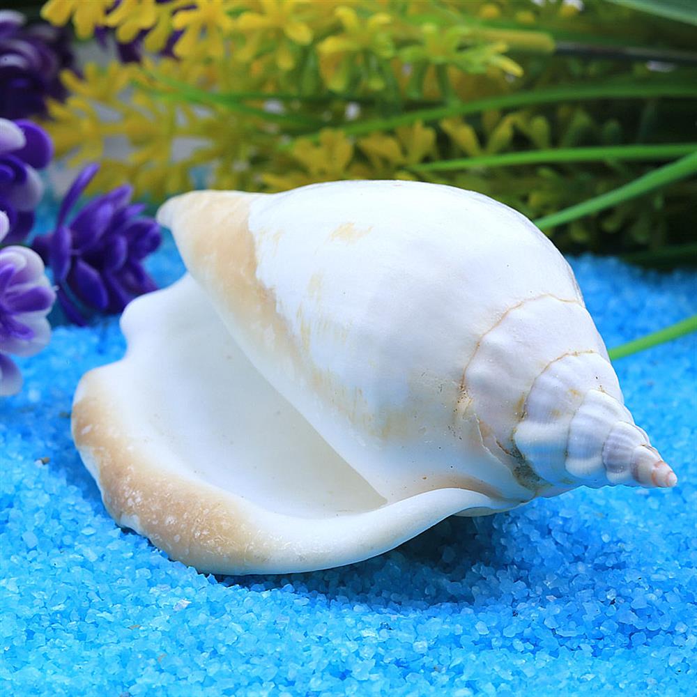 Orta Boy Deniz Salyangozu Kabuğu