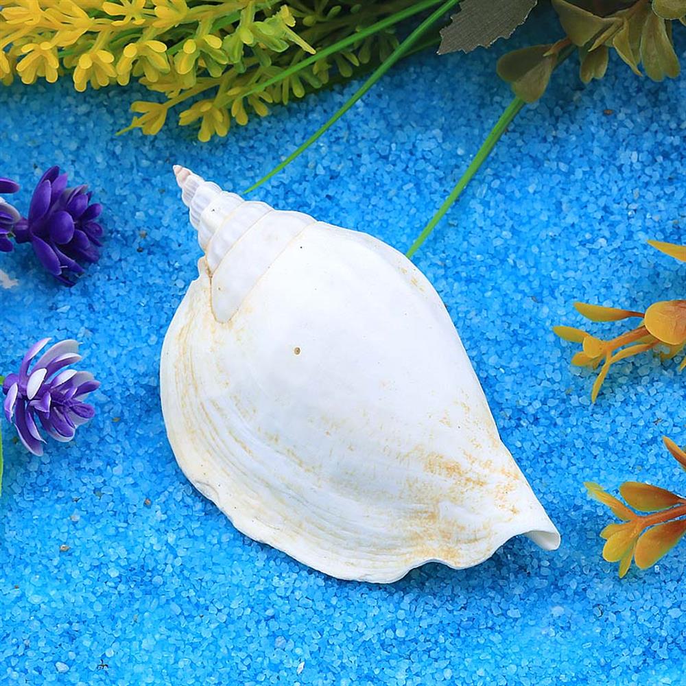 Orta Boy Deniz Salyangozu Kabuğu