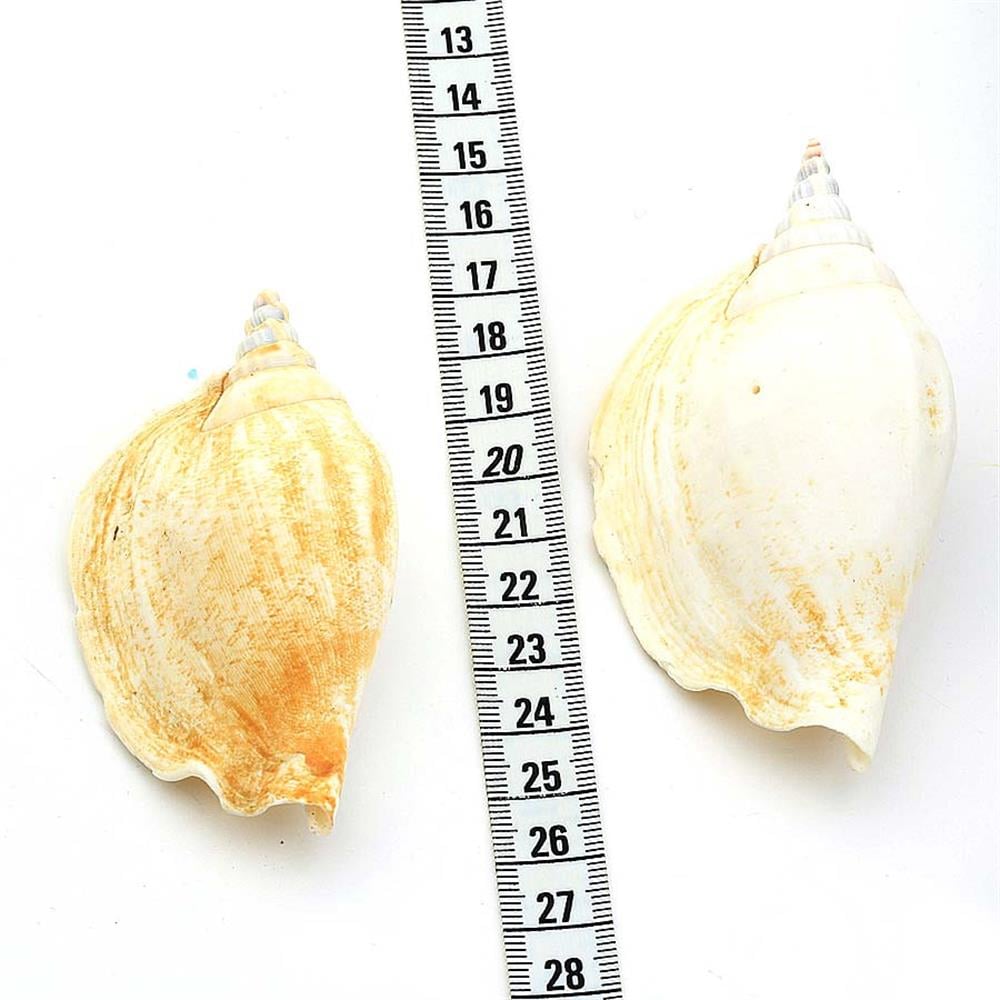 Orta Boy Deniz Salyangozu Kabuğu