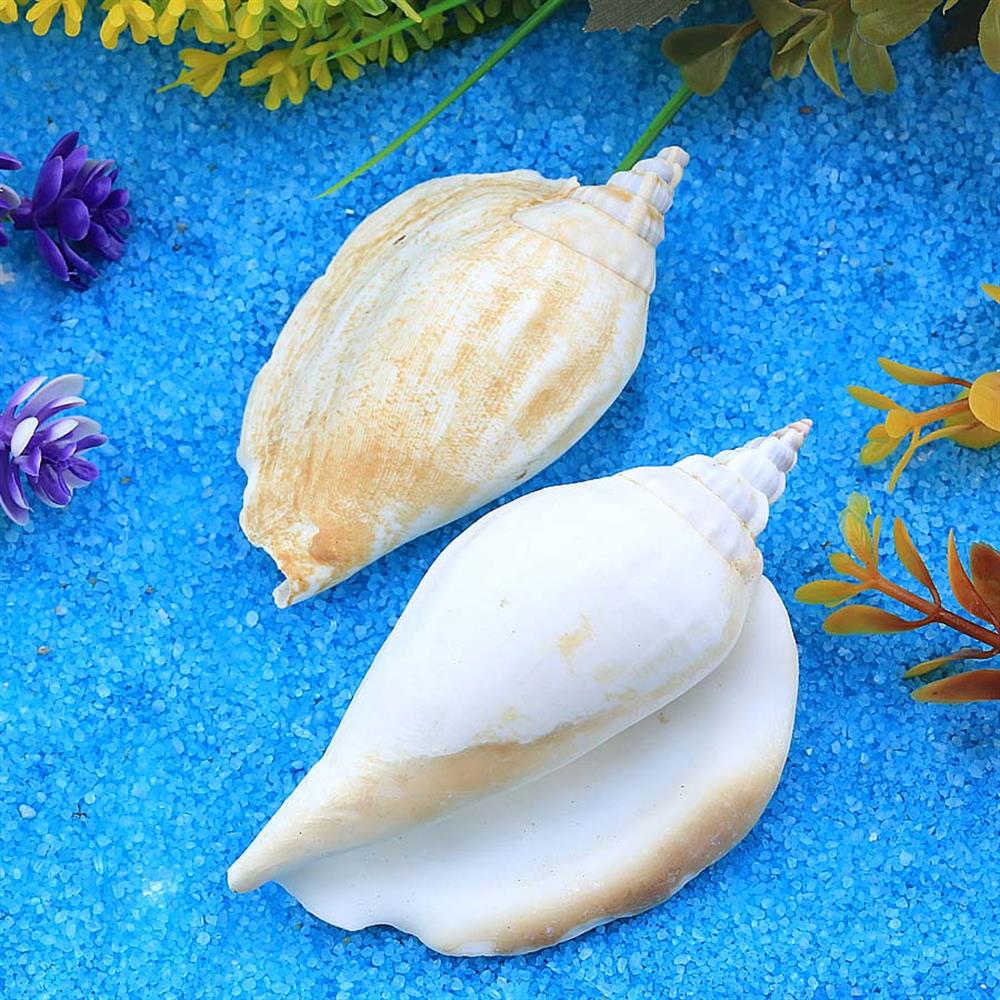 Orta Boy Deniz Salyangozu Kabuğu